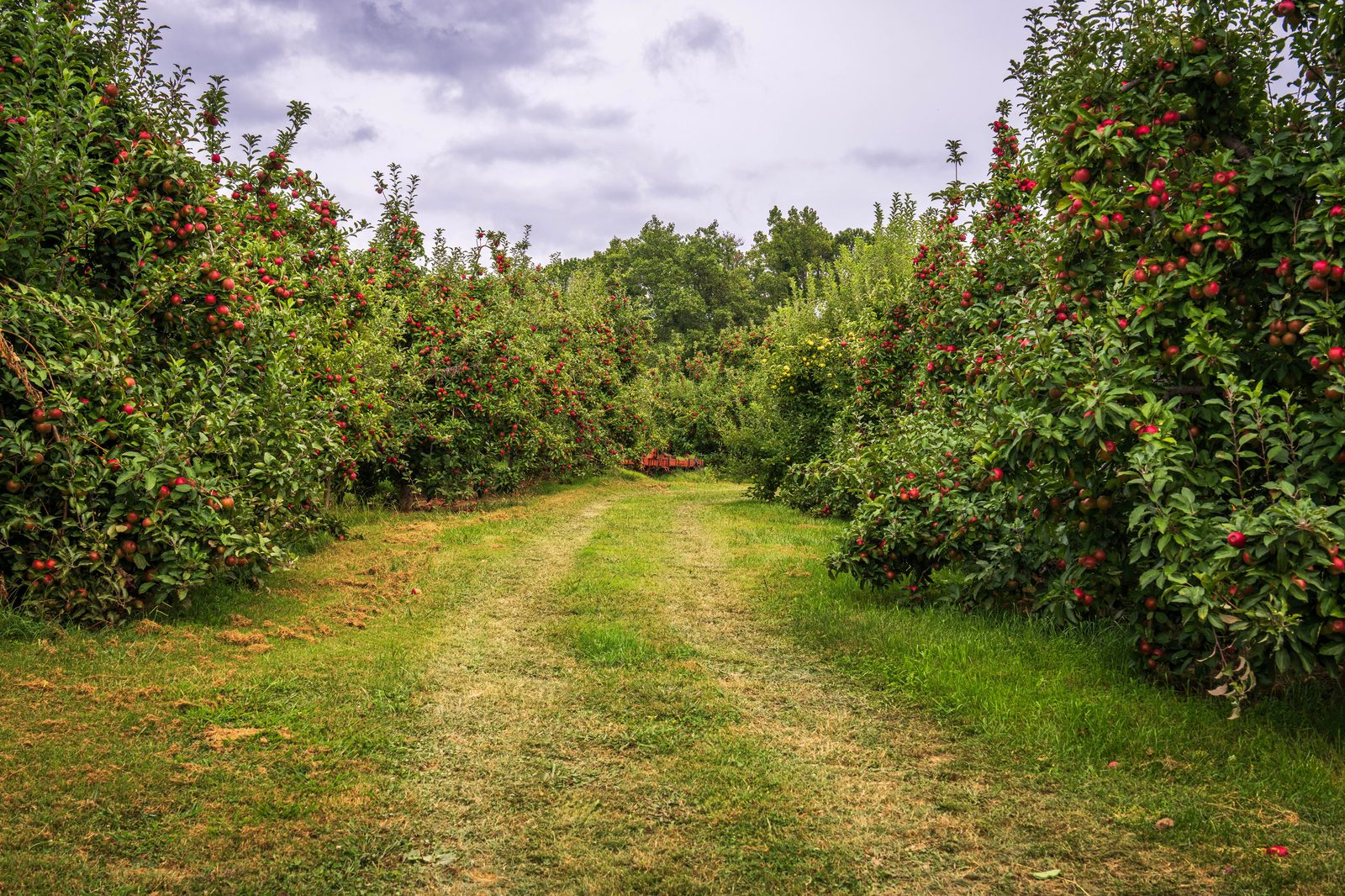 Campagne normande